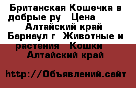 Британская Кошечка в добрые ру › Цена ­ 500 - Алтайский край, Барнаул г. Животные и растения » Кошки   . Алтайский край